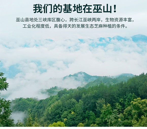 巫麻小磨芝麻香油 420ml 調(diào)味香油